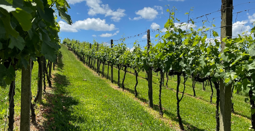 Brazilian Wine house Pizzato vinhedos